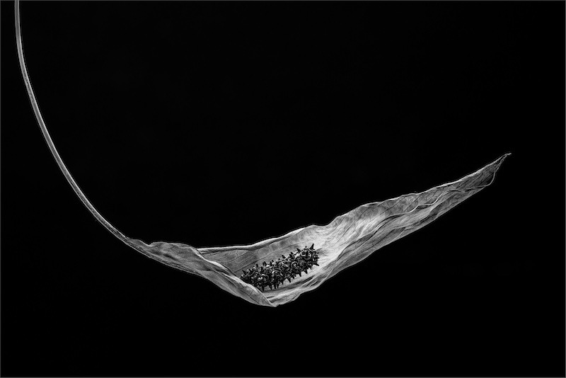 Arnold Bester-Dry Lily bw-F-Stop Fotografiese Vereniging