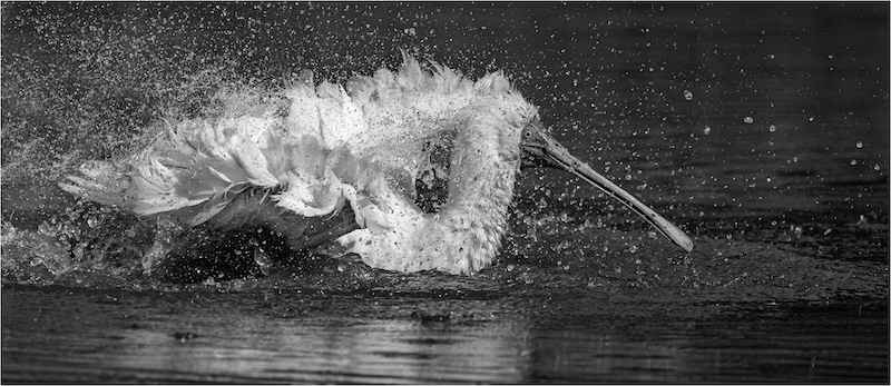 Avril Eshmade -Bathtime (Mono)-Ballito Photo Club