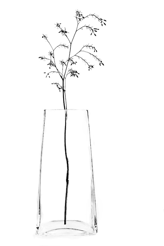 Geoff Feldon-High key flower and vase-Westville Camera Club