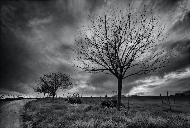 Julia Mukheibir-Stark winter trees-Port Elizabeth Camera Club