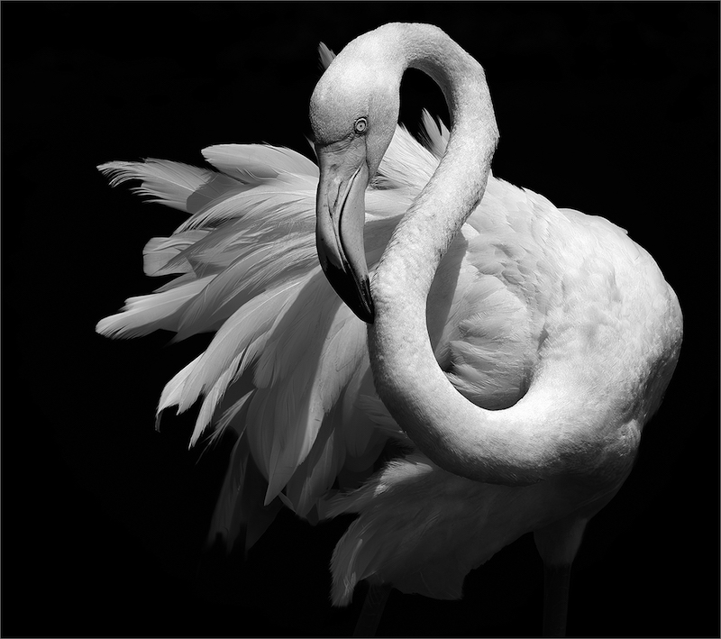 Lizelle Koch-FLAMINGO DANCE-Bosveld Fotografie Klub