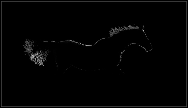 Theo Potgieter-Dark Horse 2-Tafelberg Fotografieklub