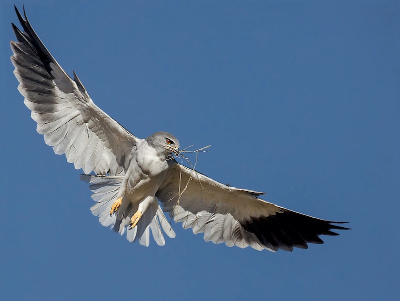 Andre Ligthelm-Final touches to nest-AFO Photography Club