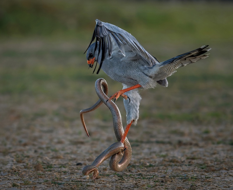 Antionette Morkel-Fight with a molesnake-Port Elizabeth Camera Club