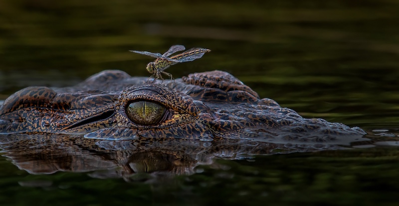Ben Botha-Krokodil en flinder-Southern Suburbs Camera Club