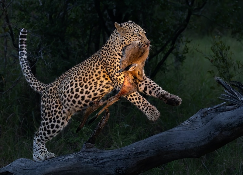 Chanel Enslin-Playing with dinner-Vanderbijlpark Fotografiese Vereniging