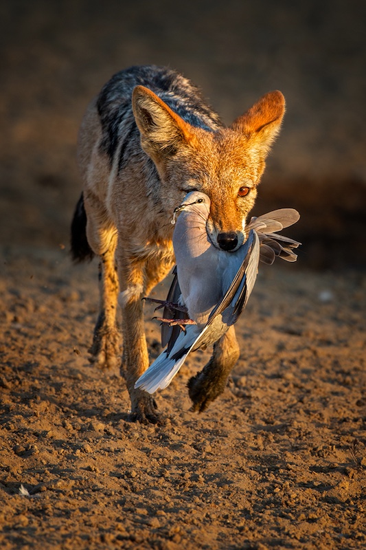 Charmaine Joubert-Morning snacks re edited-Port Elizabeth Camera Club