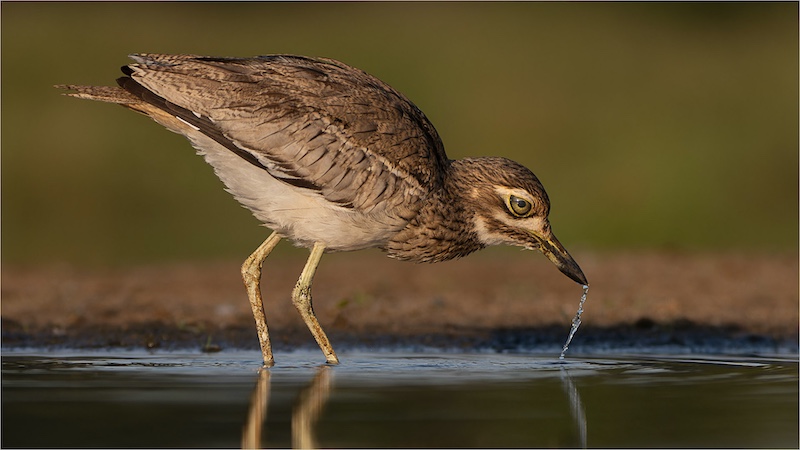 Francois Venter-Tall drink-National Photographic Club