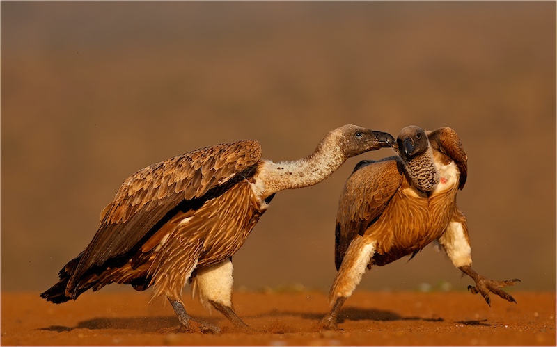 Francois van der Watt-a Feather to pick-Bloemfontein Kameraklub