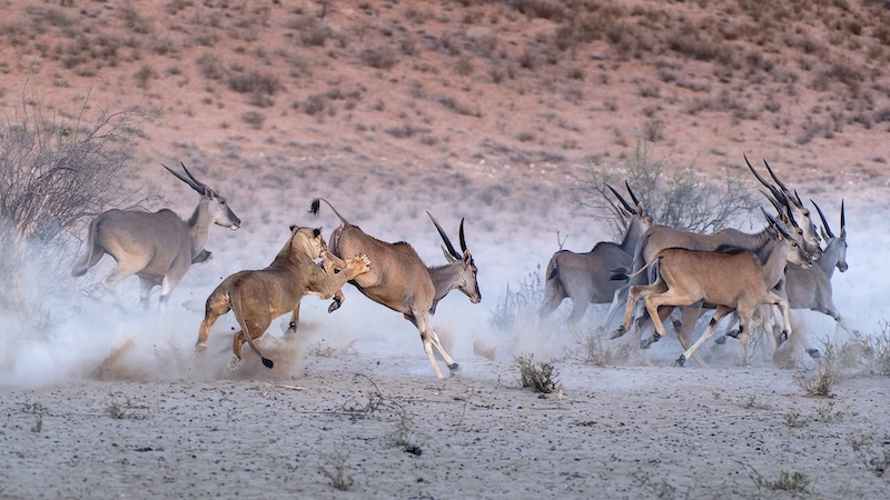 Johan J Botha-Lion Eland Kill- Independent