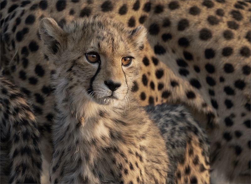 Kevin Fowler-Young cheetah cub-Southern Suburbs Camera Club