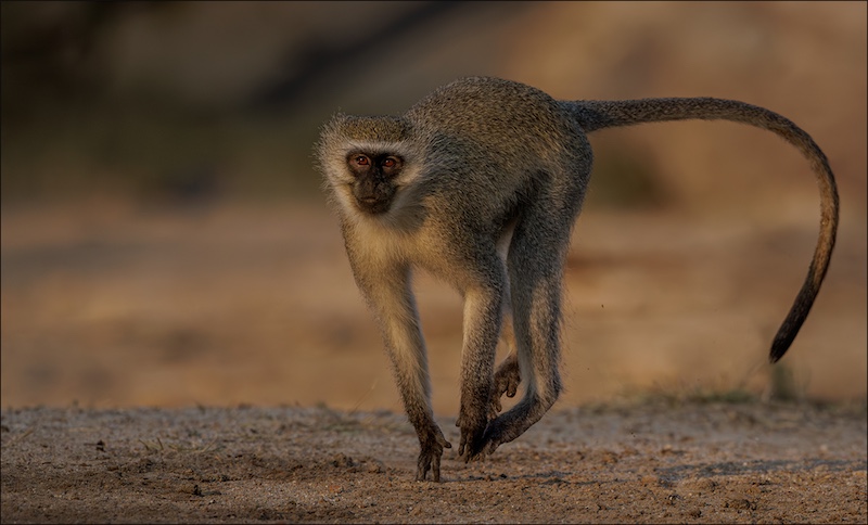 Leon Drotsky-On the run-Ermelo Foto Klub