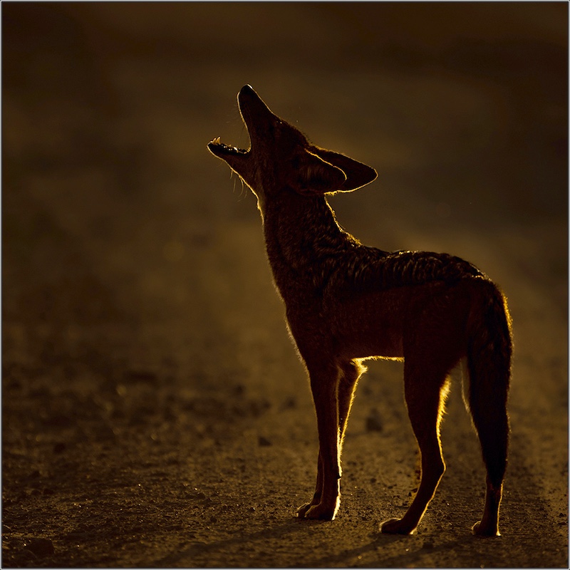 Louise Jackson-Calling my mates-AFO Photography Club