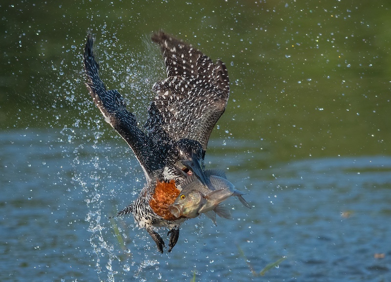 Percy Mitchell-Its A Big One-Durban Camera Club