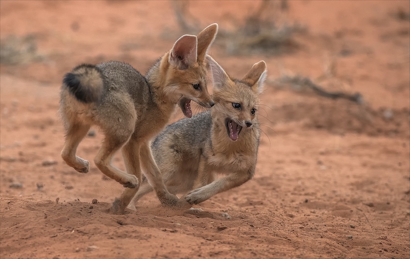 Rosa van Schalkwyk-Ek Gaan Eerste Wees-Ermelo Foto Klub