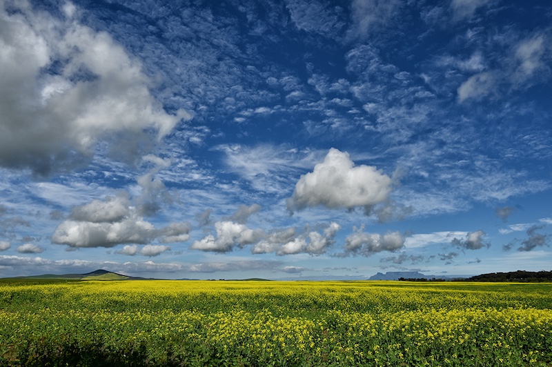 Nicci van As-Tafelberg in die verte- Independent