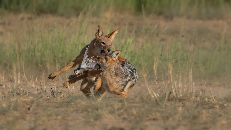 2401-Koos Marais-AFO-World Through Lens Circuit 2024-Judging 2-PSA Gold Medal-Jackal Fight