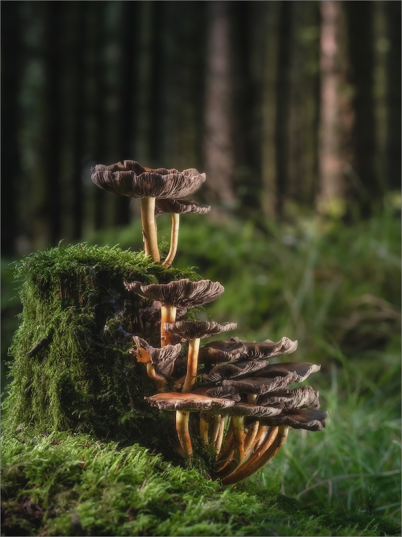2403-David Mullin-Amber Camera Club-GIP Medal Nature-German International Photocup (GIP) 2024-Mushroom stack