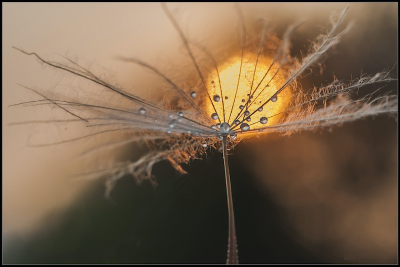 2403-Elsa van Dyk-Brandpunt Kamera Klub-Salon Gold medal Open colour-GIP International Photocub 2024-Against the Sunset