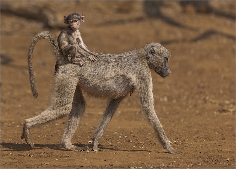 2403-Gerhard Grové - Magalies Foto Fun Club - Ligera Club Silver Medal - Ligera International Salon 2024 - Baby Baboon riding on Mother