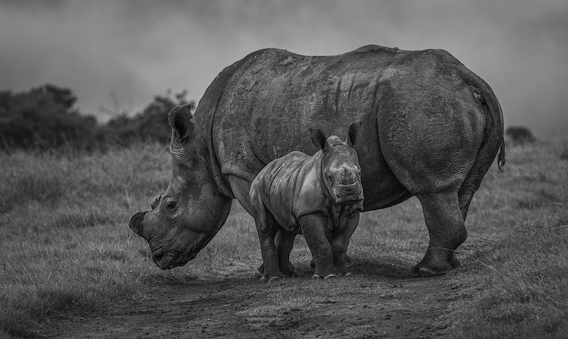 2403-Louis Lotter-Port Elizabeth Camera Club-GIP Medal Mono-German International Photocup-Sacrifice for Survival