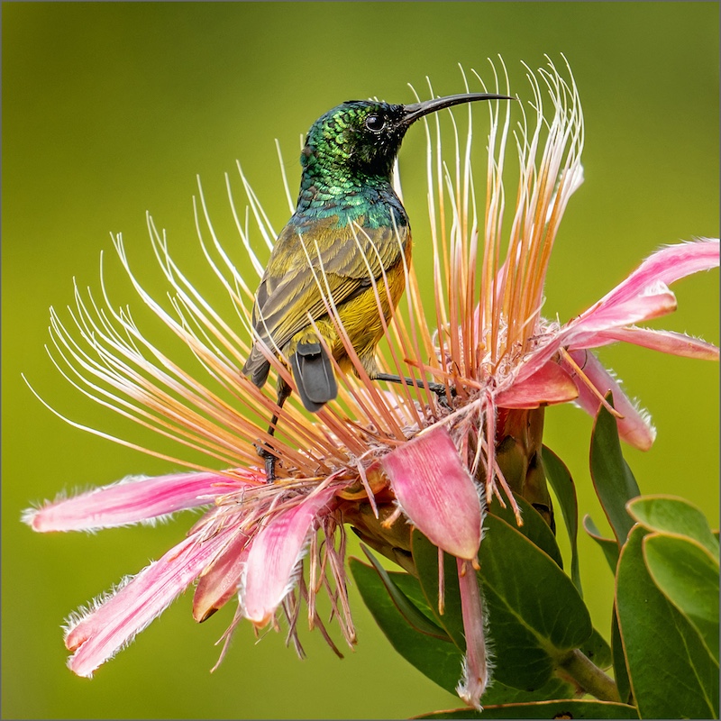 2404-Cynthia Uren-Southern Suburbs Camera Club-IAAP Silver Medal - People of the World 2024 Serbia - Orange Breasted Sunbird