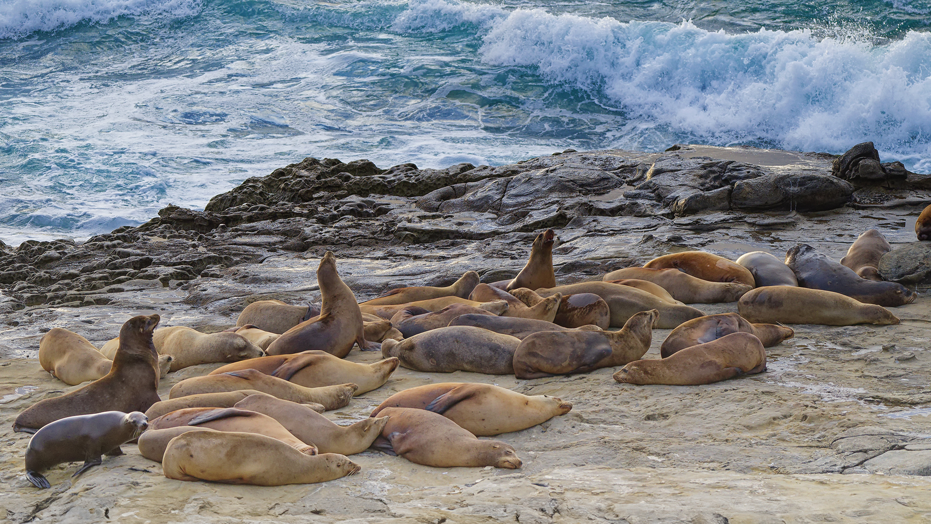 2404-David Wilson-Hermanus Photographic Society-PSA Gold Medal Nature-APJ Circuit-California Sea Lions La Jolla