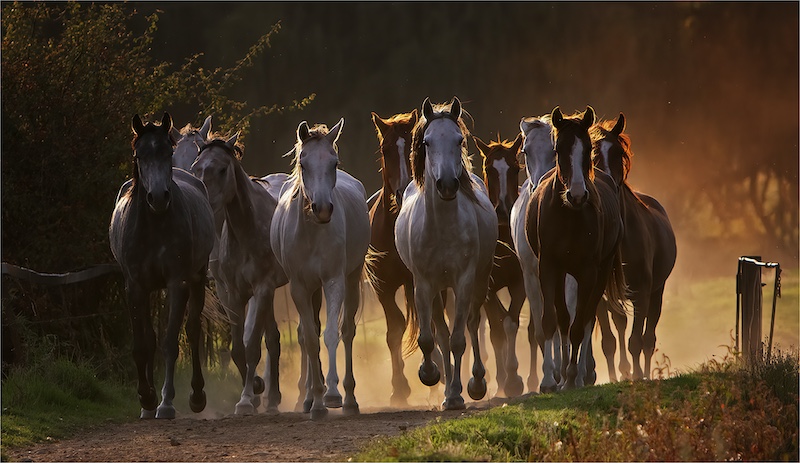 2404-Geo Jooste-Bloemfontein cameraclub-FIAP Gold medal-Best image-Open colour-Sundownrunners