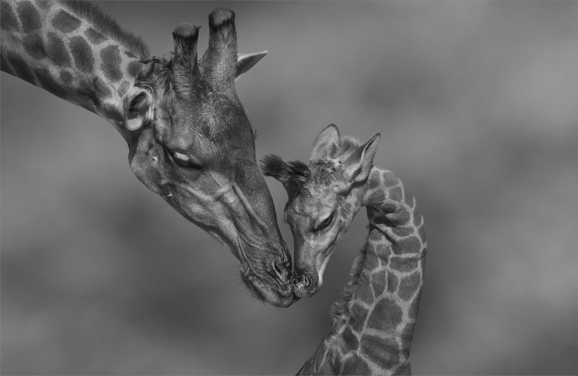 2404-Michelle Pearson-Hibiscus Coast Photographic Society-PSSA Silver Medal-Open Mono-PSSA 7th International Salon-Next Generation