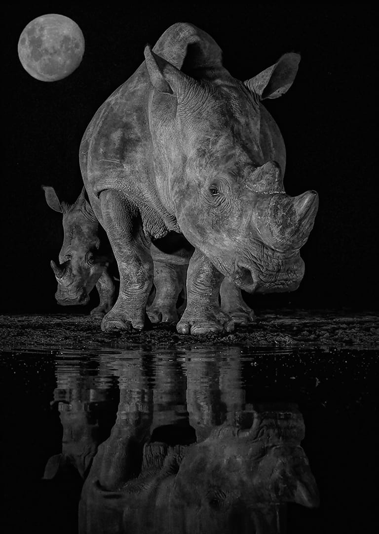 2407-David Wilson-Hermanus Photographic Society-PSA Silver Medal-Mono-Midland Salon UK-Rhinos Under Moonlight