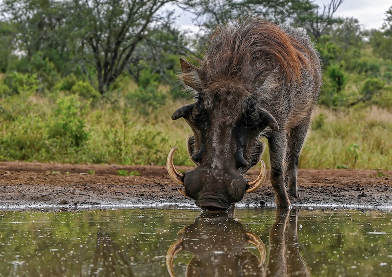 2409-David Wilson-Hermanus Photographic Society-WPAI Gold Medal-SAM Circuit-Nature-Warthog At Drink