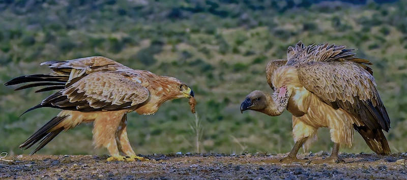 2409-David Wilson-Hermanus Photographic Society-WPAI Silver Medal-SAM Circuit-Wildlife-Who Blinks First