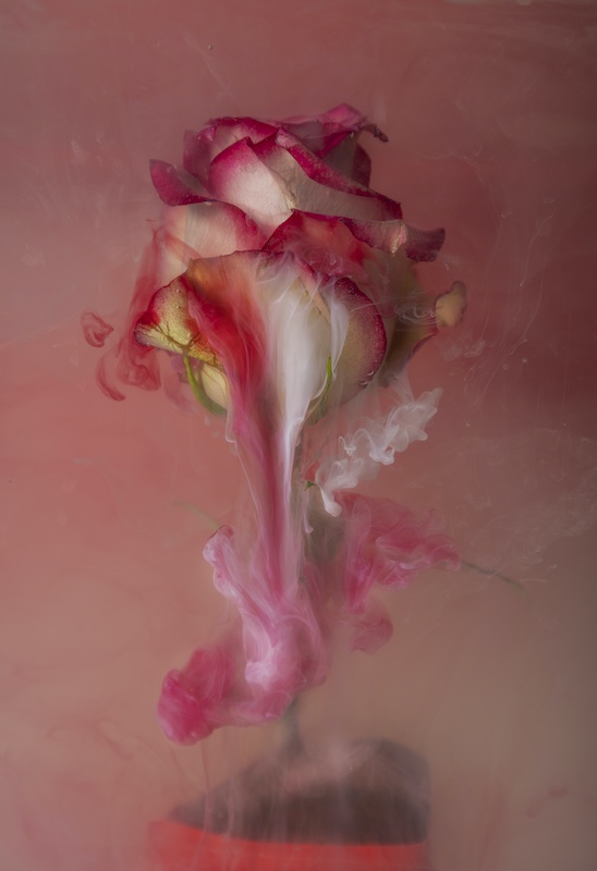 2409-Mia Joubert-Magalies foto fun club-PSA Gold-66 th Dum Dum international print solon-Weeping rose