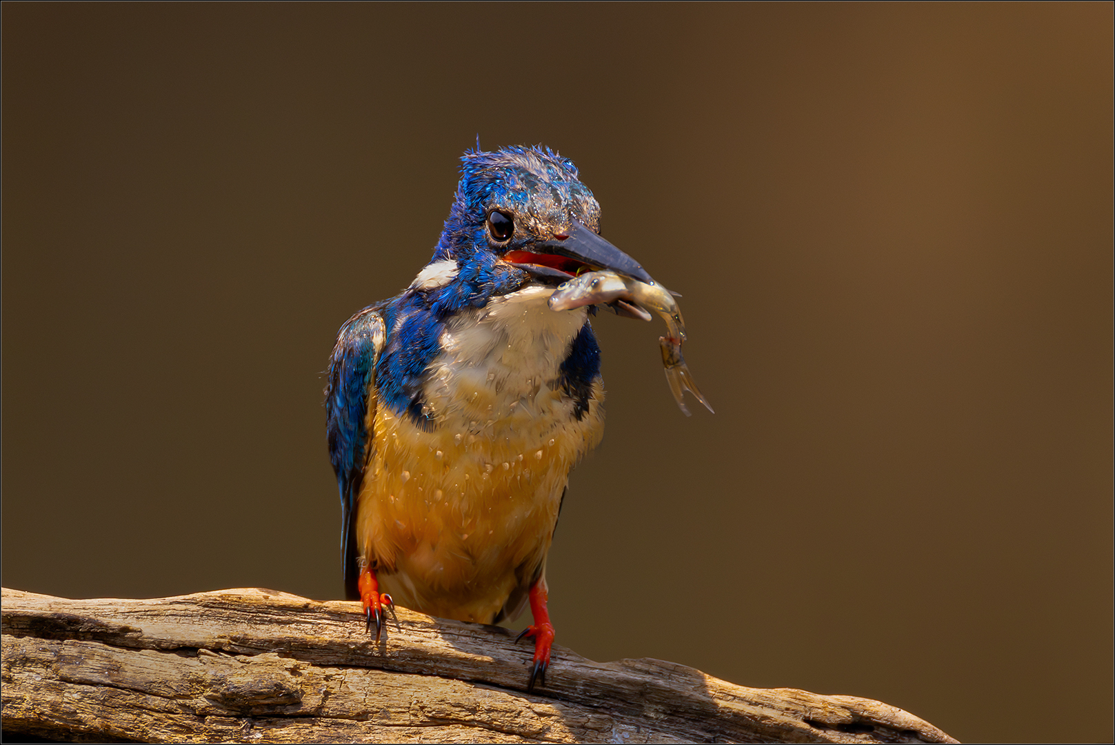 2410-Gerhard Grove-MFFC-GPU Med-12th PHOTO CIRC 24-Half Collard Kingfisher with fish