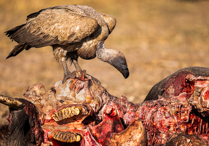 AFO Photography Club - Keith Boehme - Full Gullet