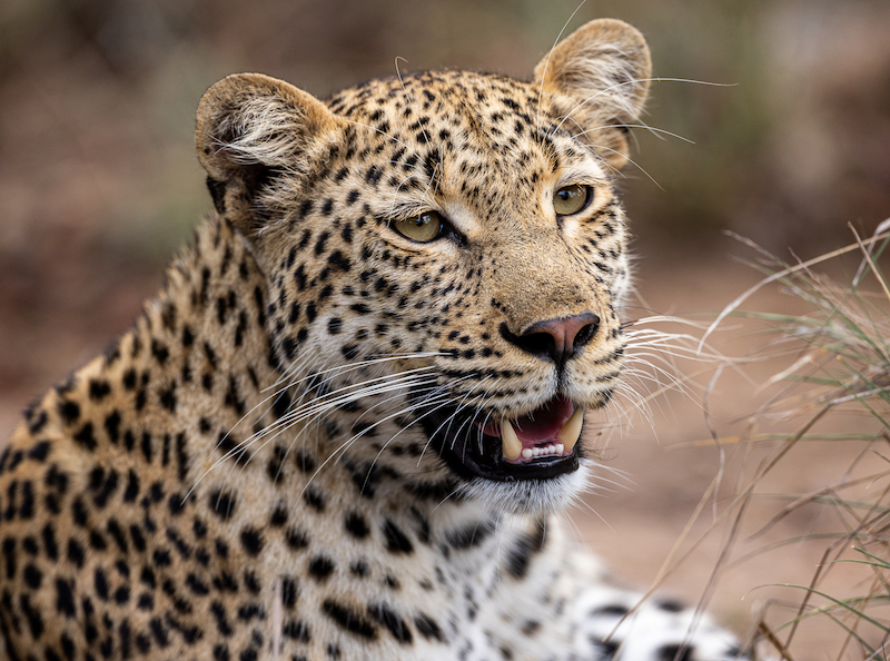 AFO Photography Club - Keith Boehme - Tired eyes