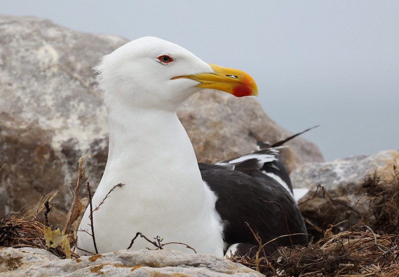 Amber Camera Club - Alexander Hopkins - Black Backed Gull