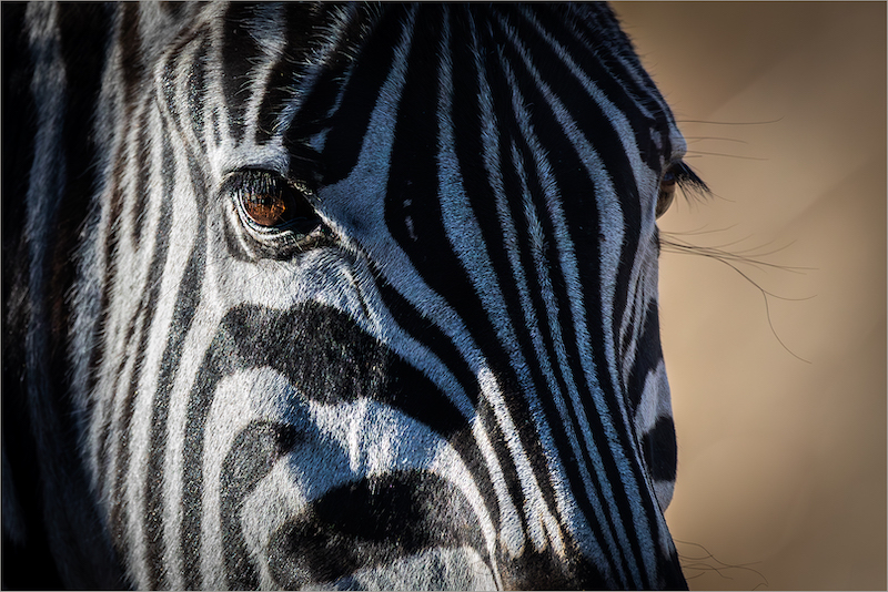 Ballito Photo Club - Carol Marneweck - Fluttering eyelashes