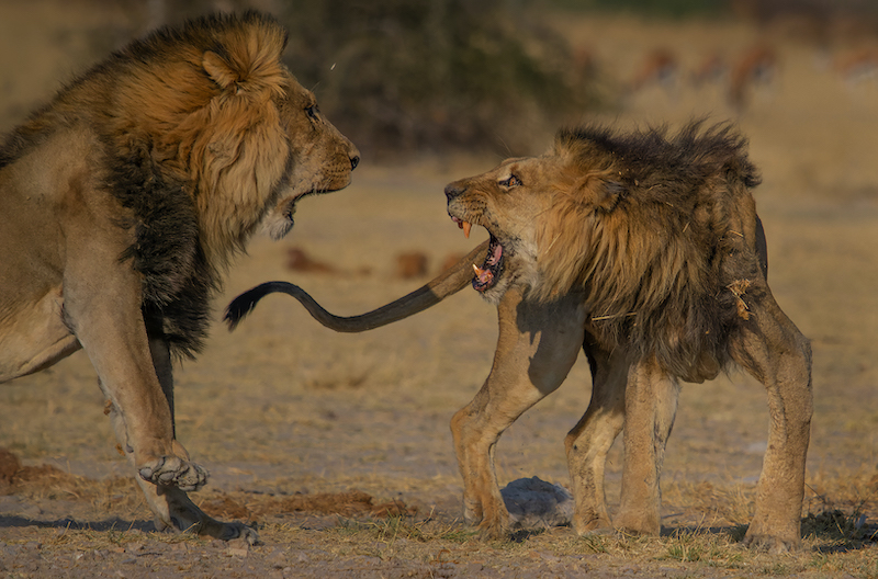 Bethal Fotografie Klub - Landi Drotsky - Old Warior