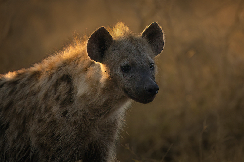 Bloemfontein Kameraklub - Pierre Plekker - Hiena KNP