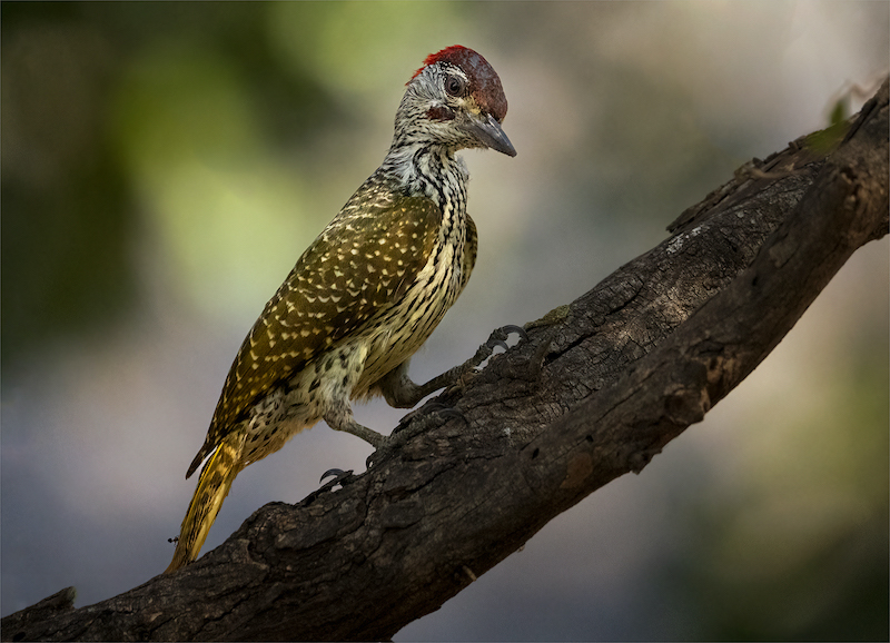 Bloemfontein Kameraklub - Pierre Plekker - Speg KNP