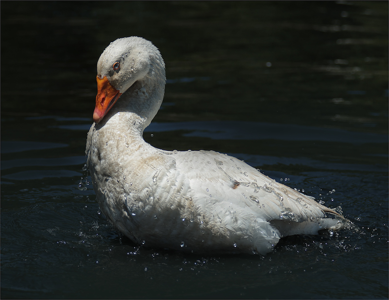 Boksburg Camera Club - Jamie-Lee  du Plessis - Like Water off a Ducks Back