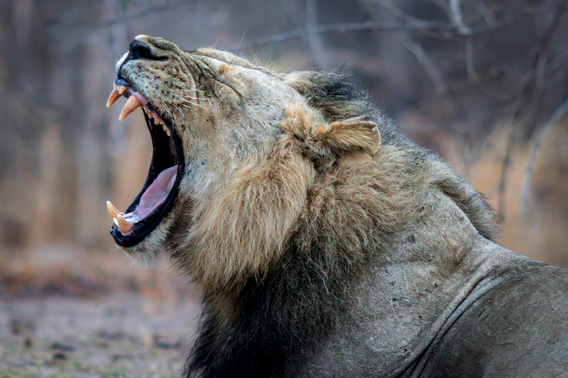 Bosveld Fotografie Klub - Aaron Mwale - Hungry Lion
