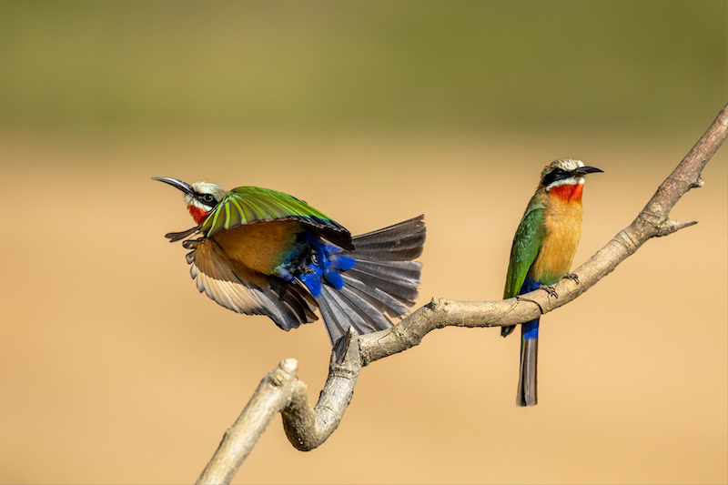 Brandpuntfotoklub - Jan Roos - Totsiens ek gaan maar