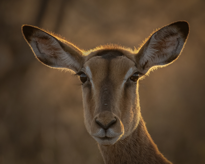 Edenvale Photographic Club - Sonja Olivier - Golden Hour