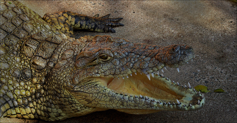 Ermelo Foto Klub - Zanelle Schmidt - Krokenoster