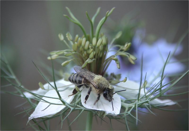 Fish Hoek Photographic  Society - Margaret Silk - Love in a mist