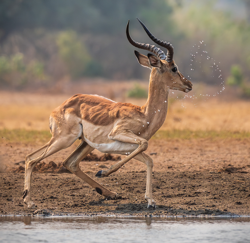 Hermanus Photographic Society - Judes Armstrong - Impulsive impala