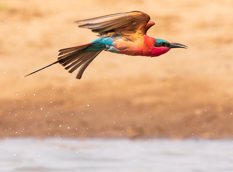 Hermanus Photographic Society - Judy Armstrong - After the splash