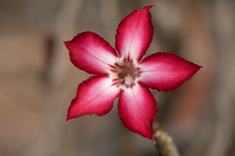 Highway Camera Club - Laura Roux - Impala Lily
